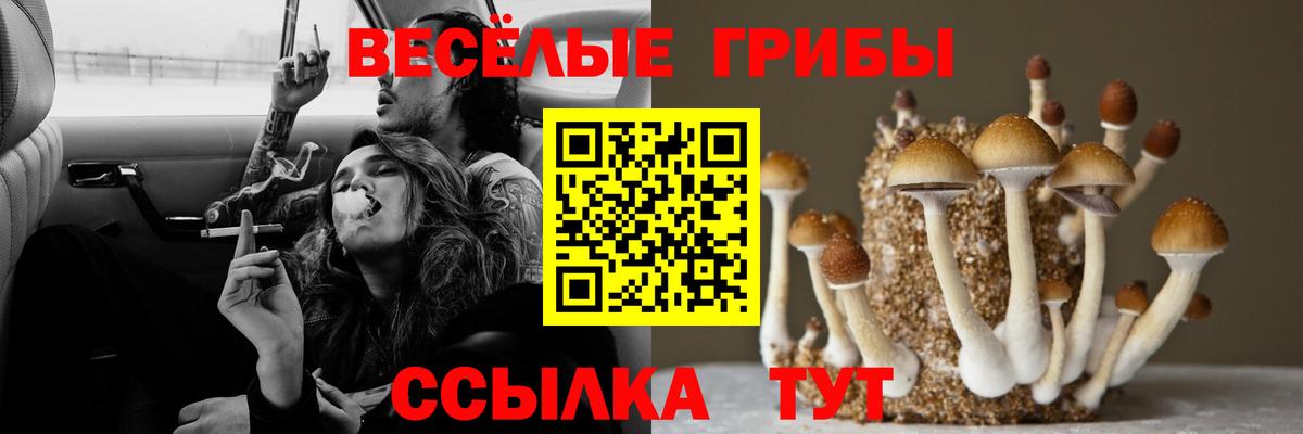 Галлюциногенные грибы прущие грибы  Вход с VPN  Заречный  Галлюциногенные грибы Cubensis 